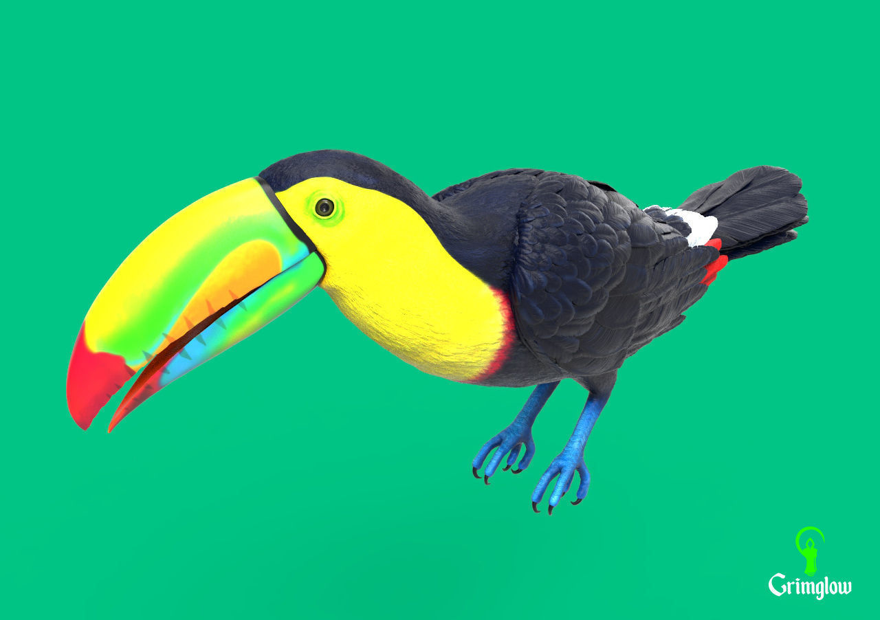 Keel-billed Toucan 3D print model_2