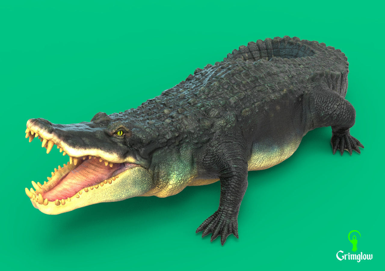 Black Caiman Alligator 3D print model_4