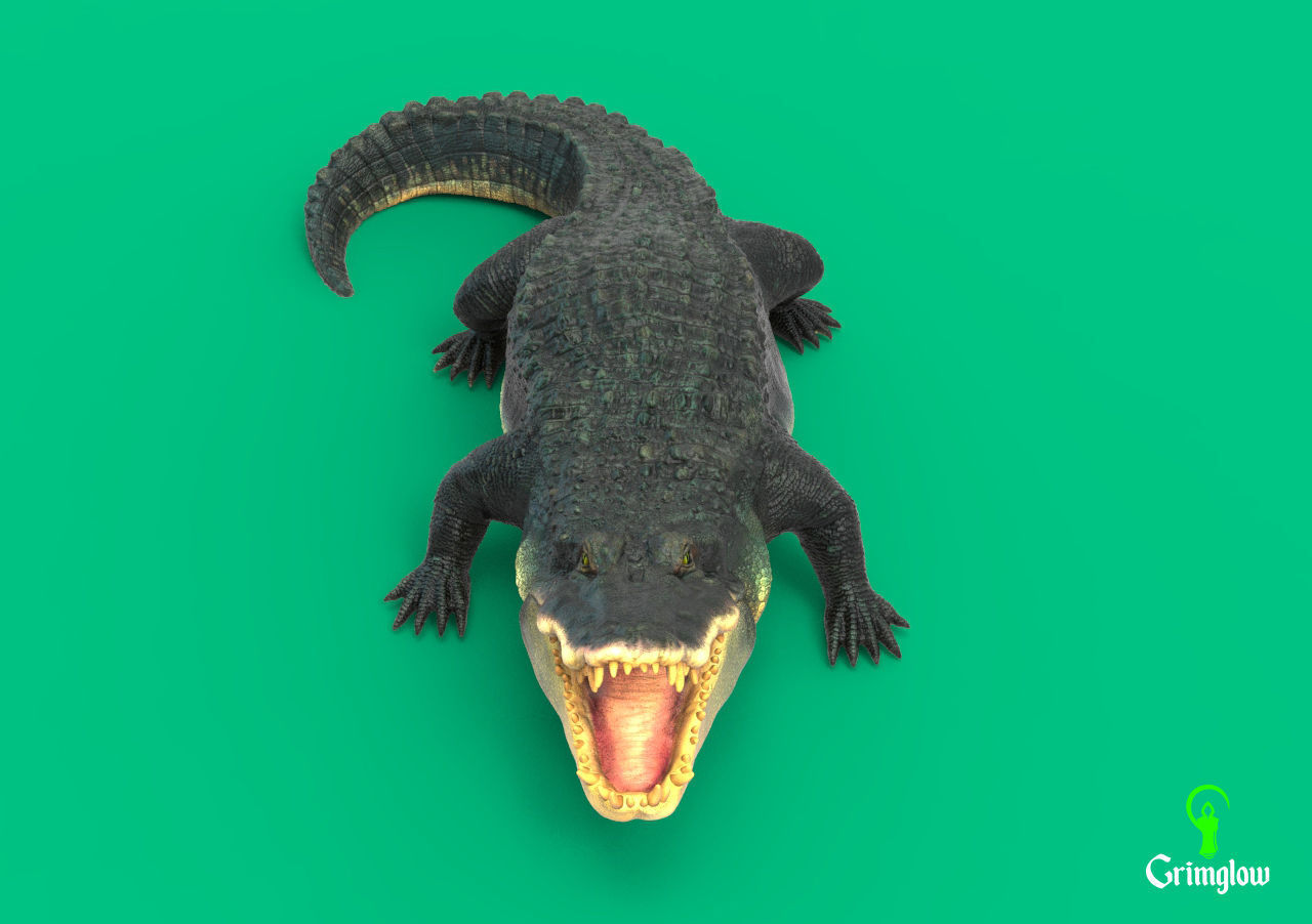 Black Caiman Alligator 3D print model_9