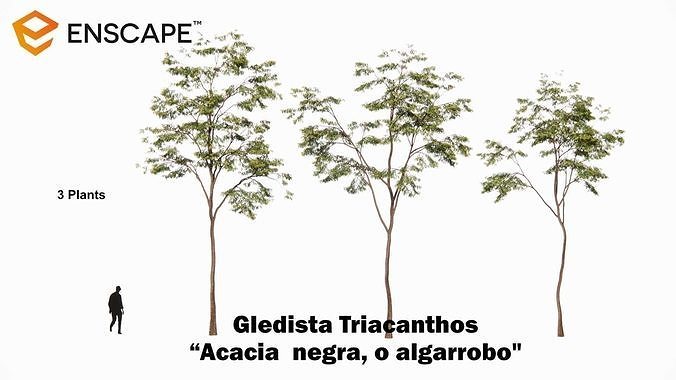 Gleditsia Triacanthos 3D model