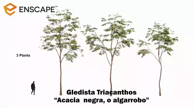 Gleditsia Triacanthos 3D model