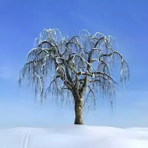 Weeping Willow Tree 3D model