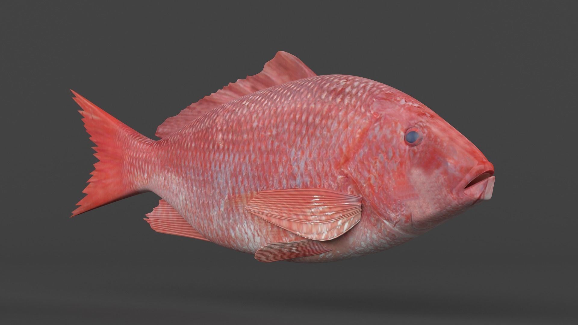 Red Snapper Fish 3D model_4