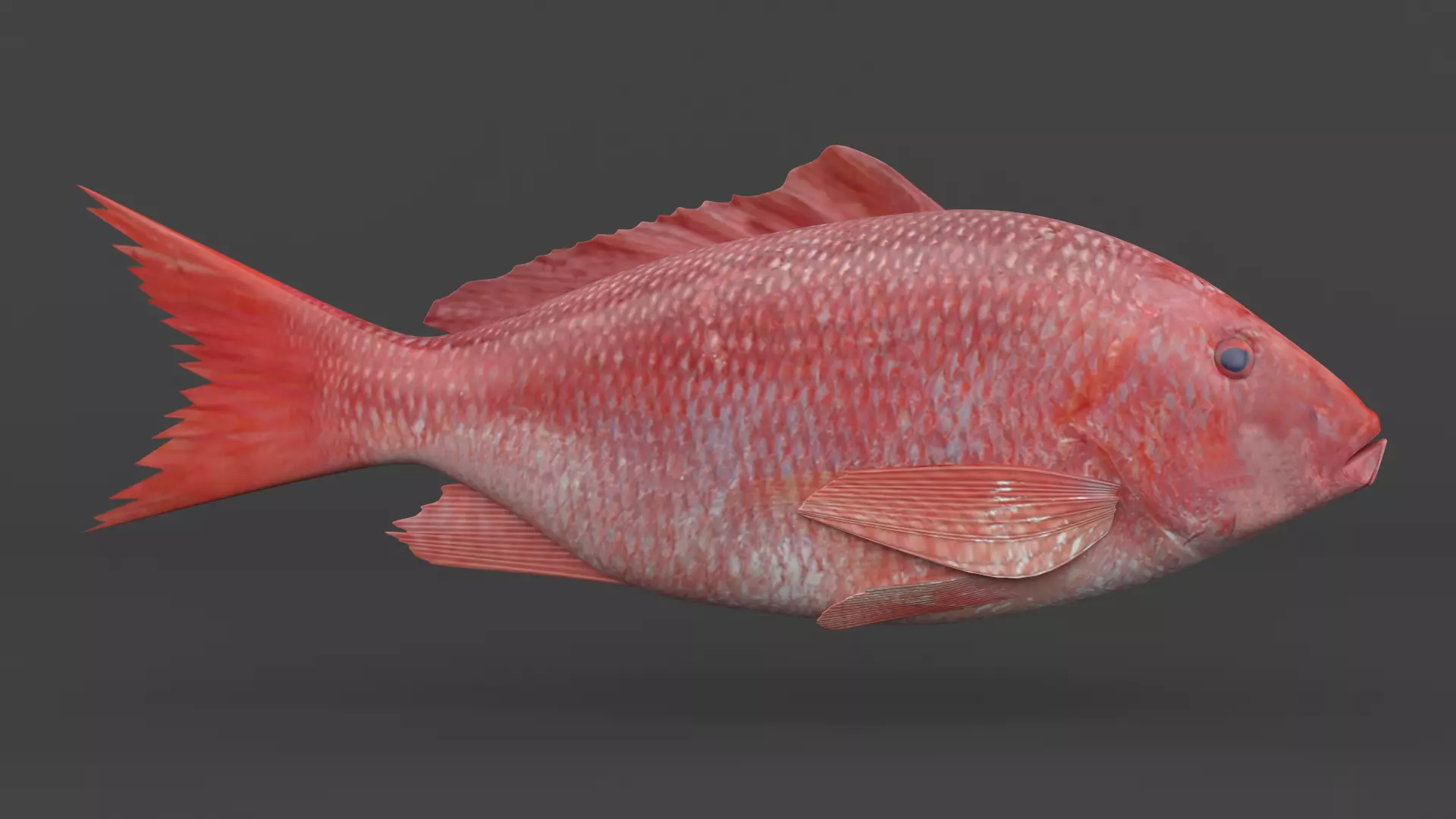 Red Snapper Fish 3D model_0
