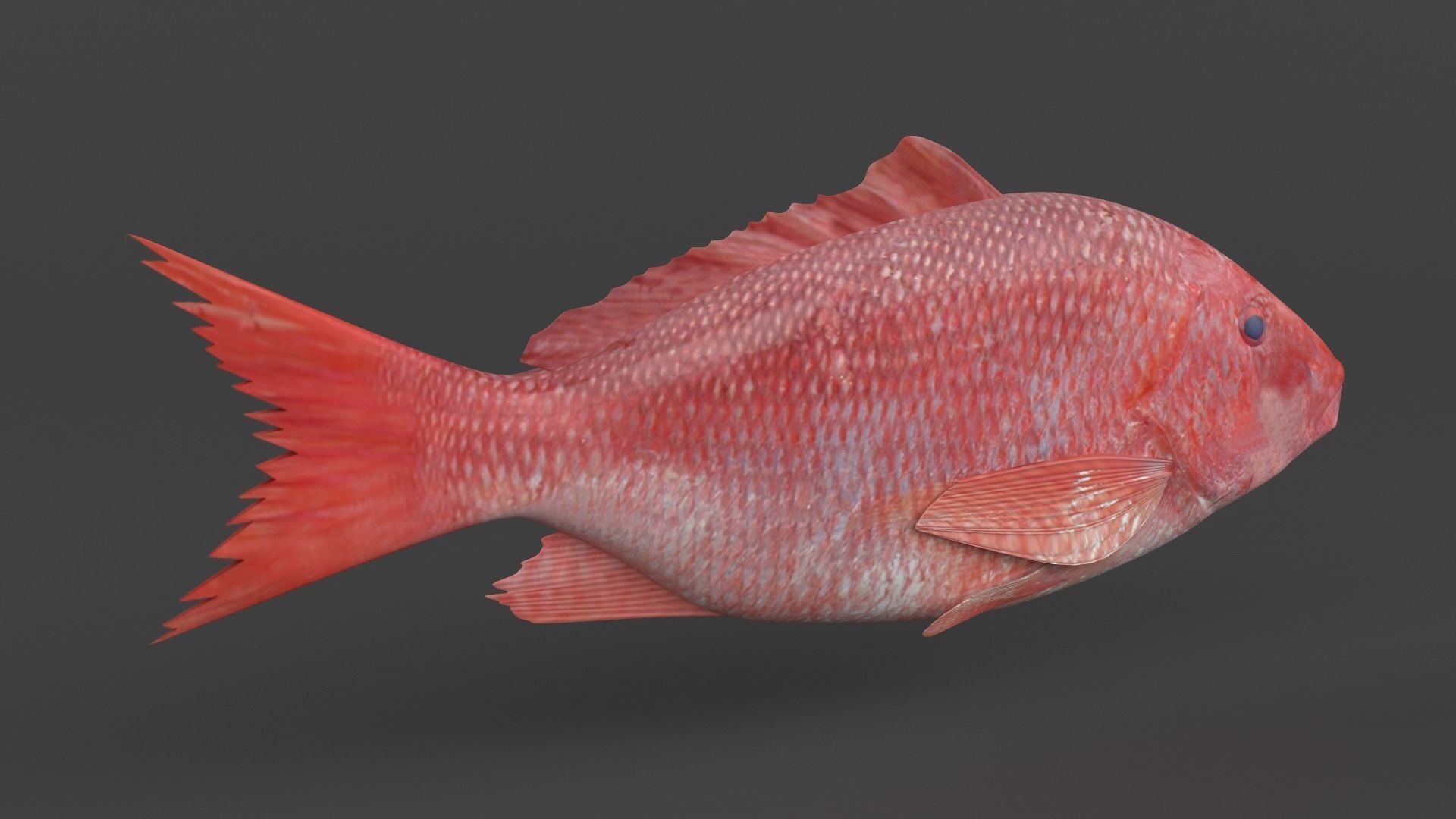 Red Snapper Fish 3D model_1