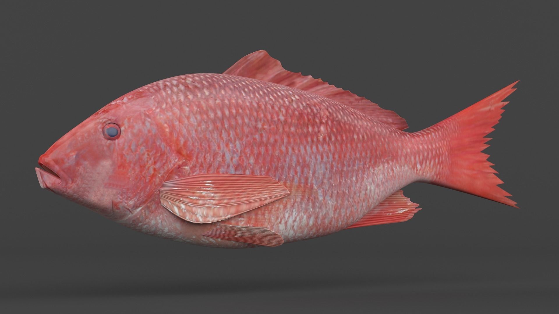 Red Snapper Fish 3D model_2