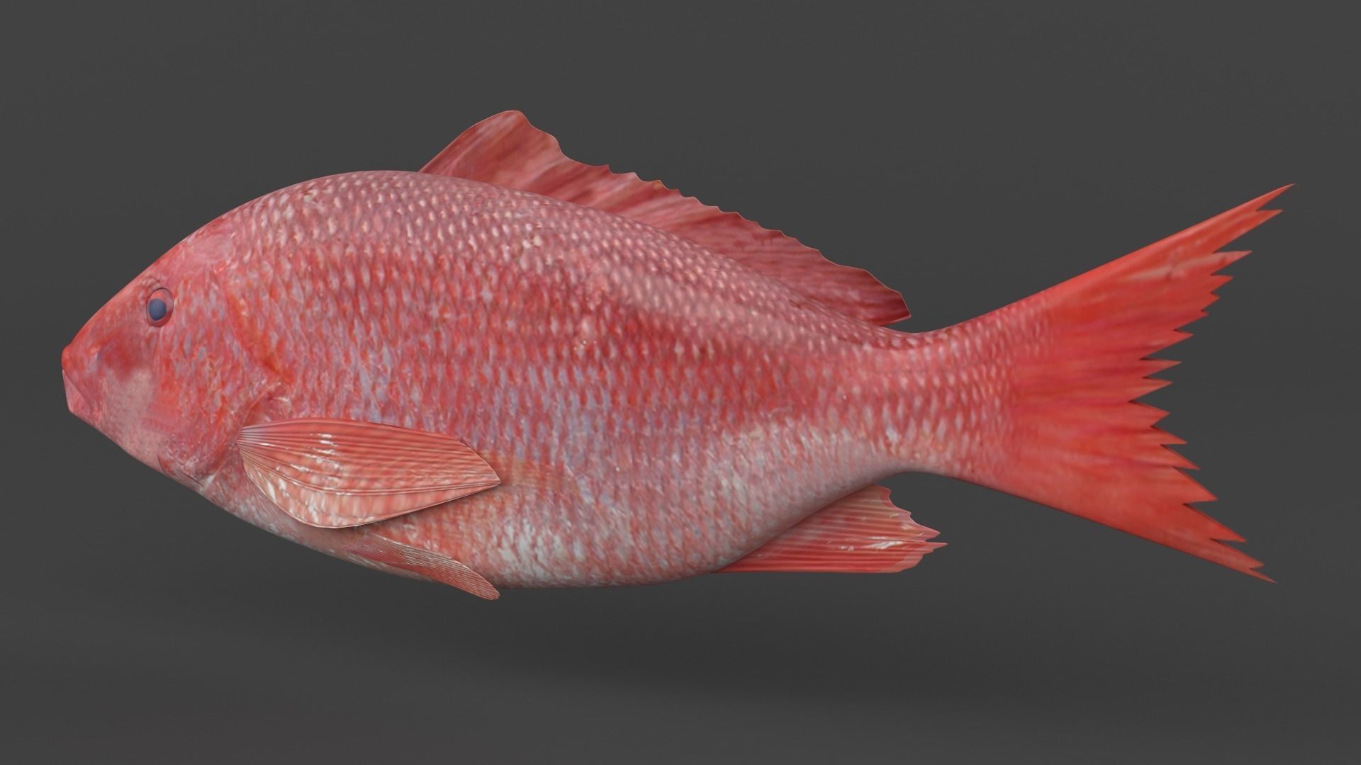 Red Snapper Fish 3D model_3
