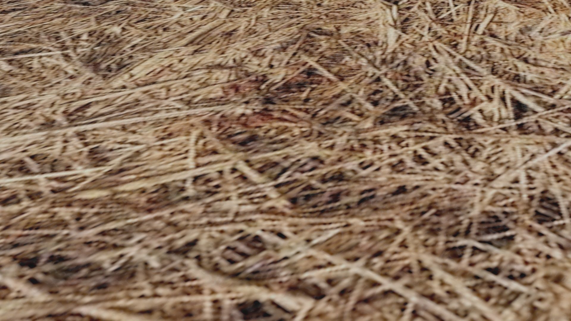 Burning Wood 3D model_4