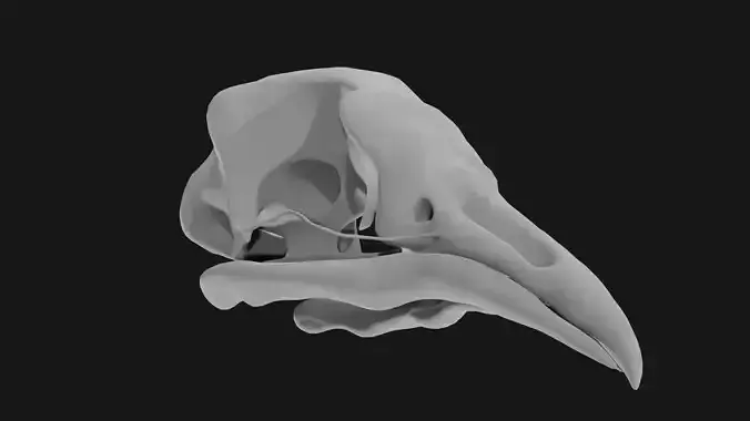 Pigeon skull 3D model