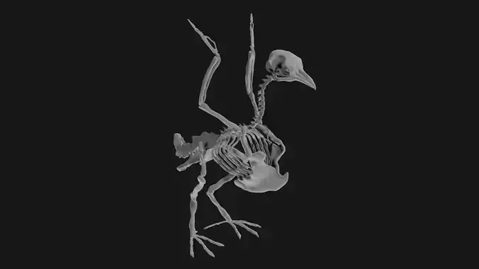 Pigeon skeleton 3D model