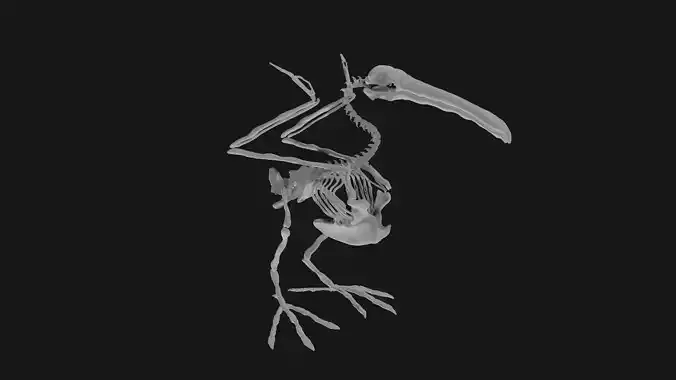 Pelican skeleton