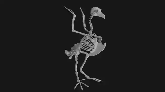 Owl Skeleton