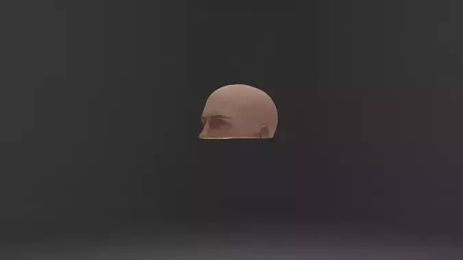 Nose and Maxillary Sinus Transverse Section 3D model