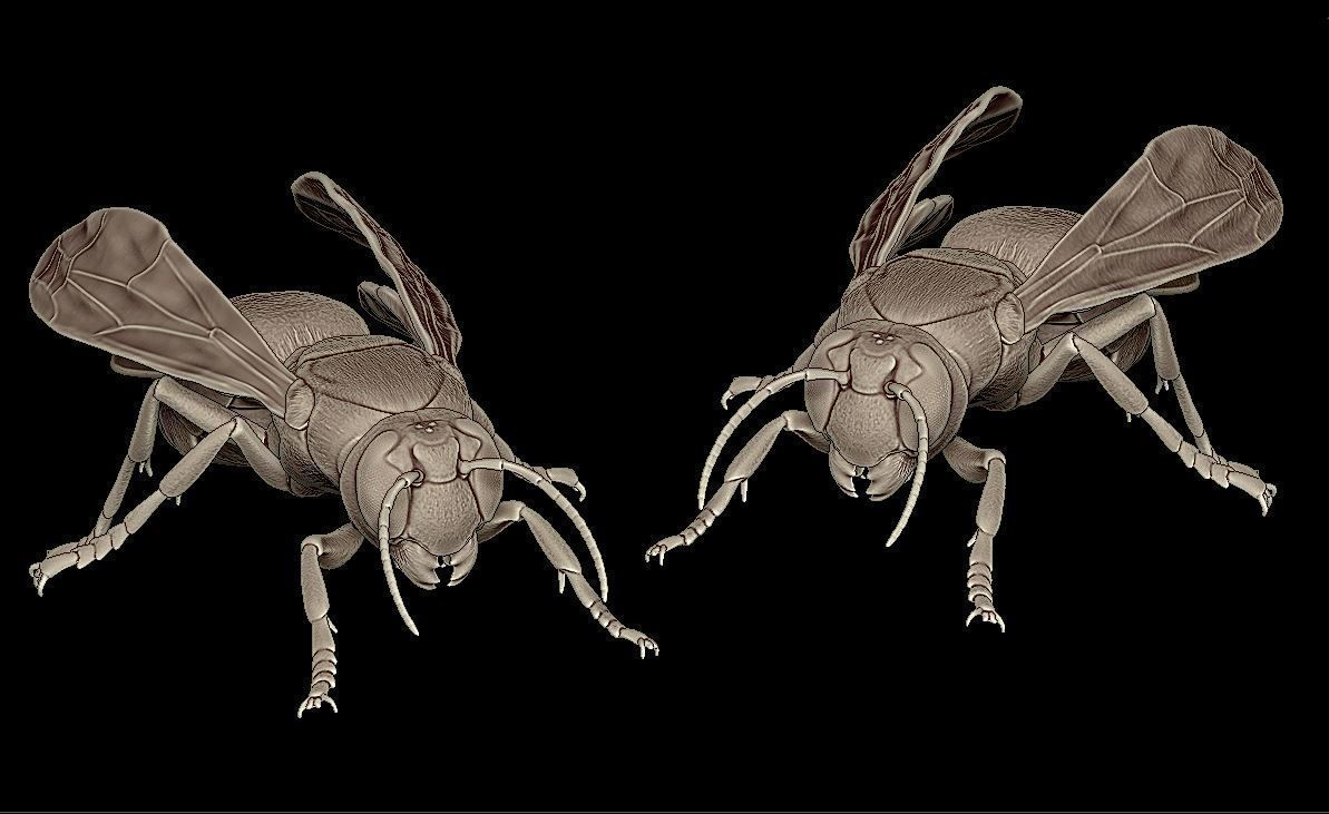 hornet wasp flying 3D print model_5