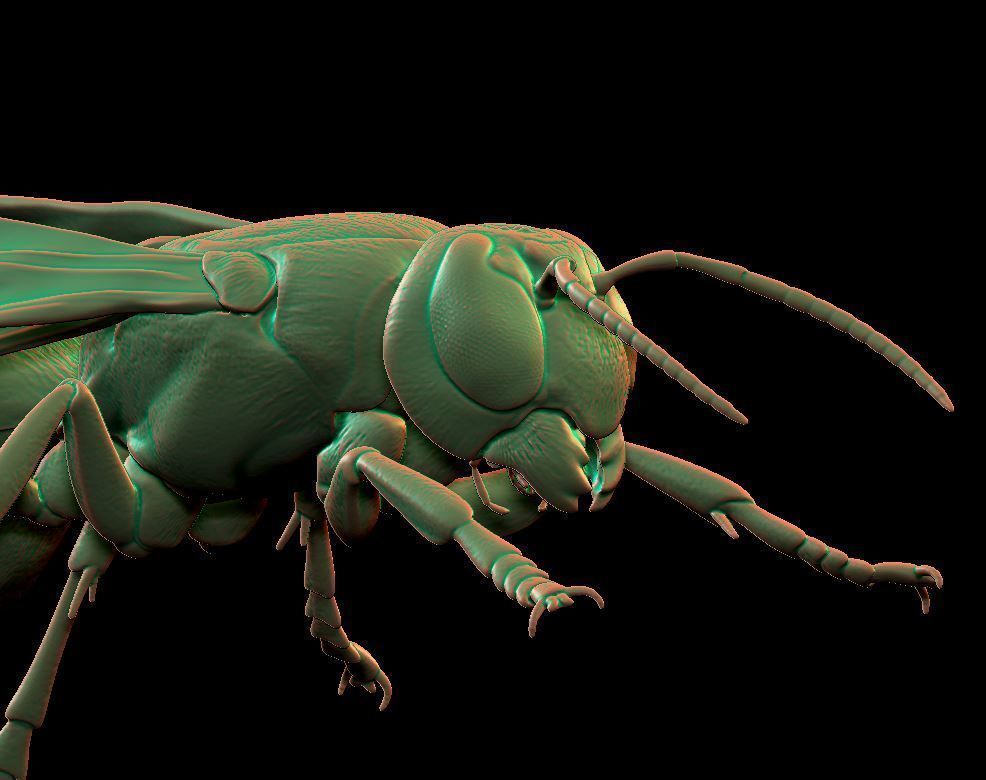 hornet wasp flying 3D print model_3