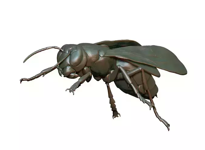 hornet wasp flying 3D print model