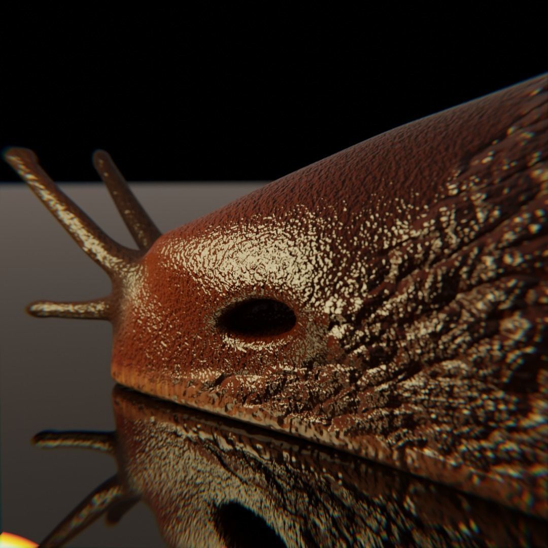 Slug Brown 3D model_4