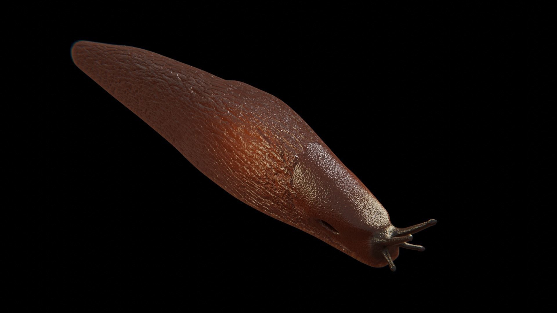 Slug Brown 3D model_7