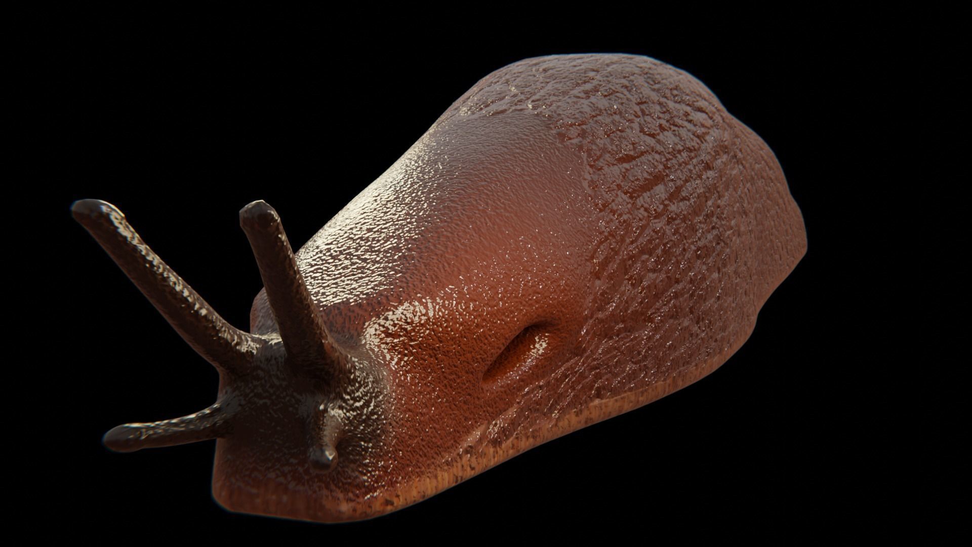 Slug Brown 3D model_6