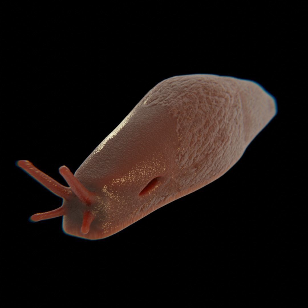 Slug Brown 3D model_1