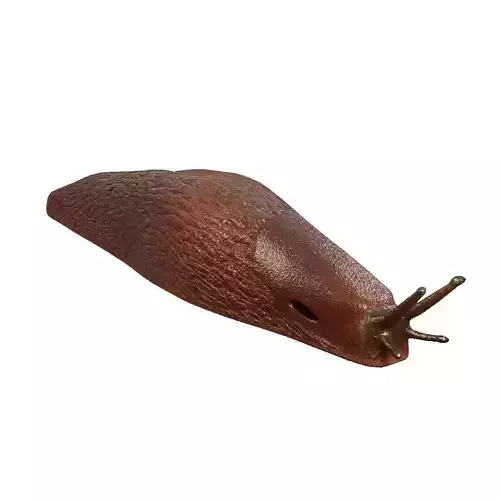 Slug Brown 3D model