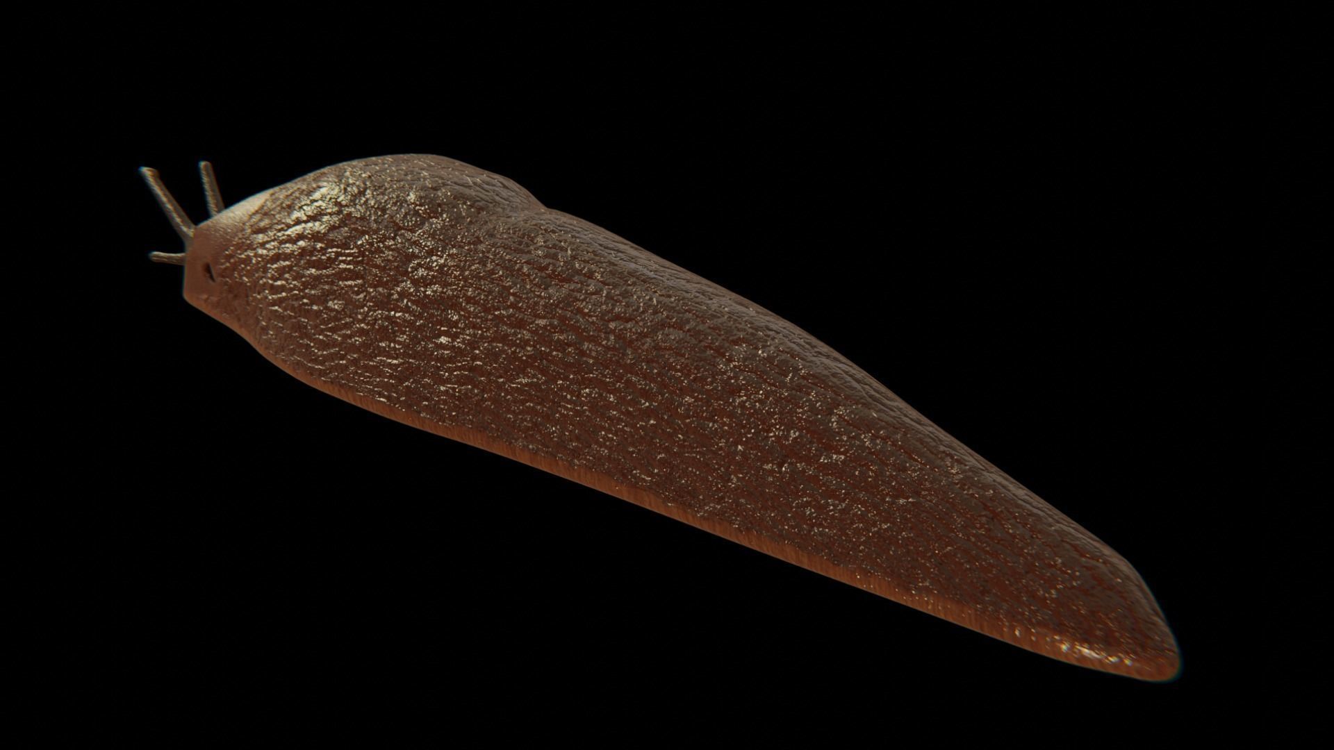 Slug Brown 3D model_9