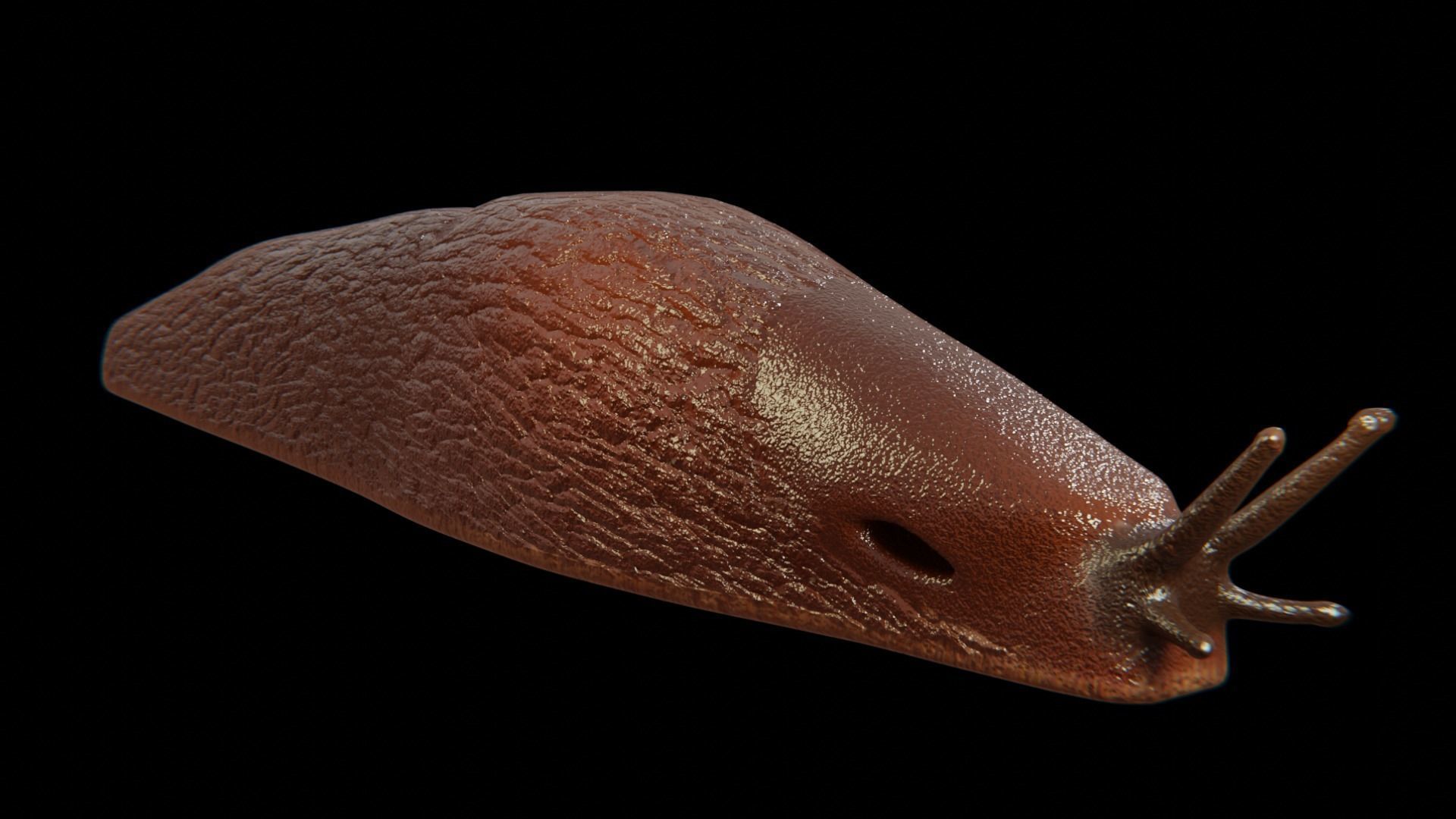 Slug Brown 3D model_5