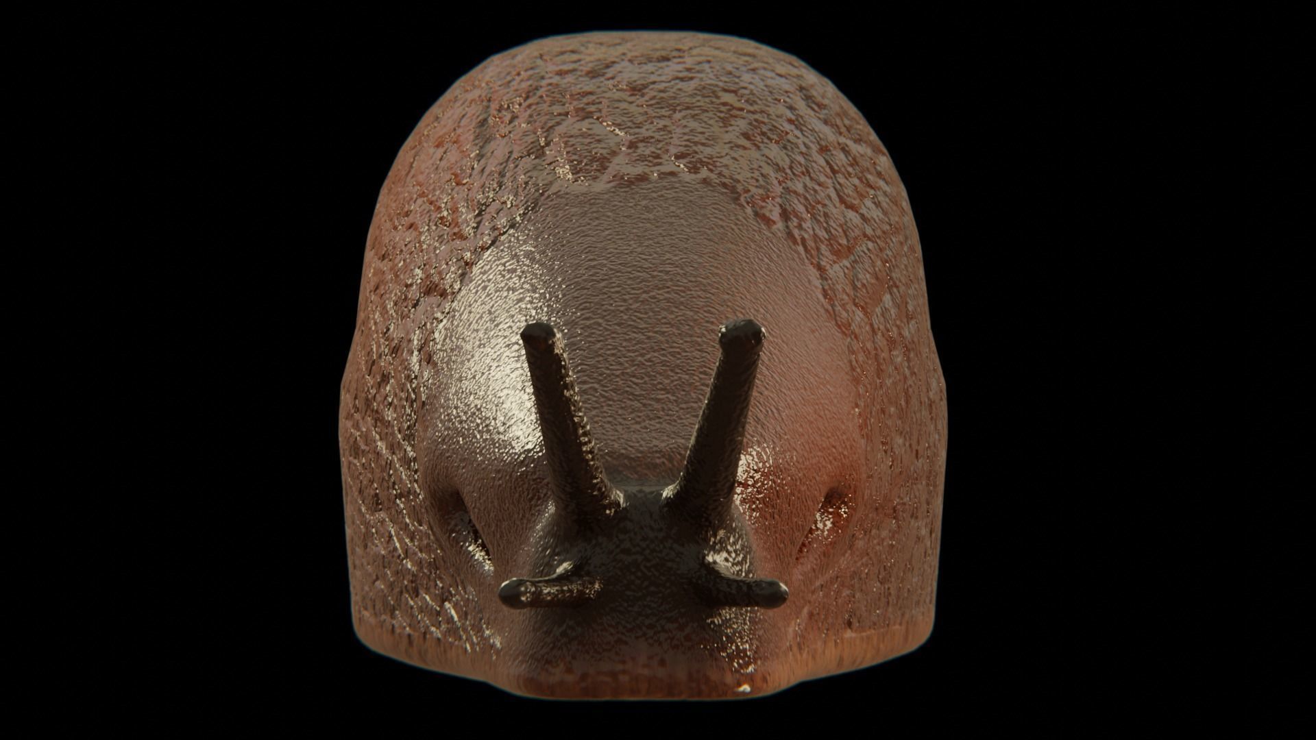 Slug Brown 3D model_8