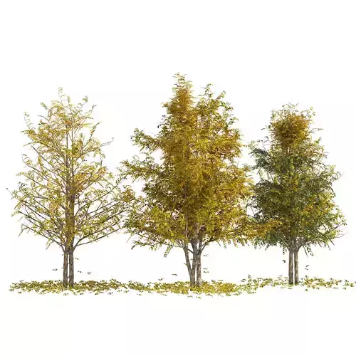 Fall Water birch Trees Low-poly 3D model