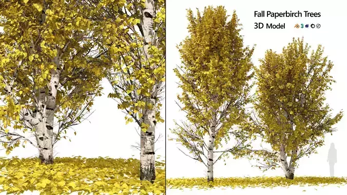 Fall Paper birch Trees 3D model