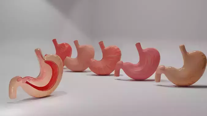 Stomach group of stomachs in row