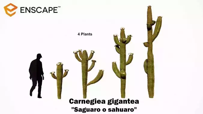 Carnegiea gigantea - Saguaro