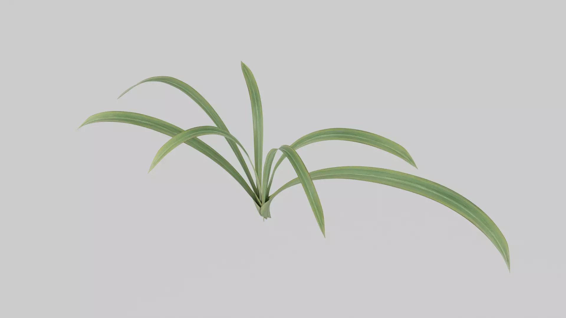 seedling flax Low-poly 3D model_0