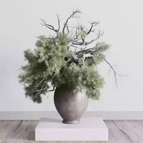 Old pine tree in dirty wooden pot - indoor plant 307