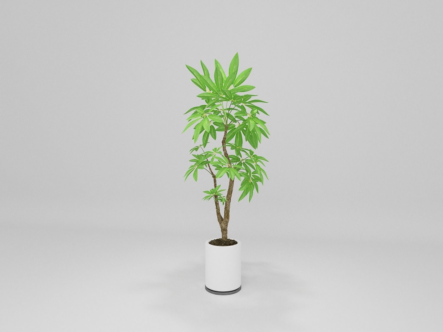 Tree Low-poly 3D model potted marijuana plant 3D model_2