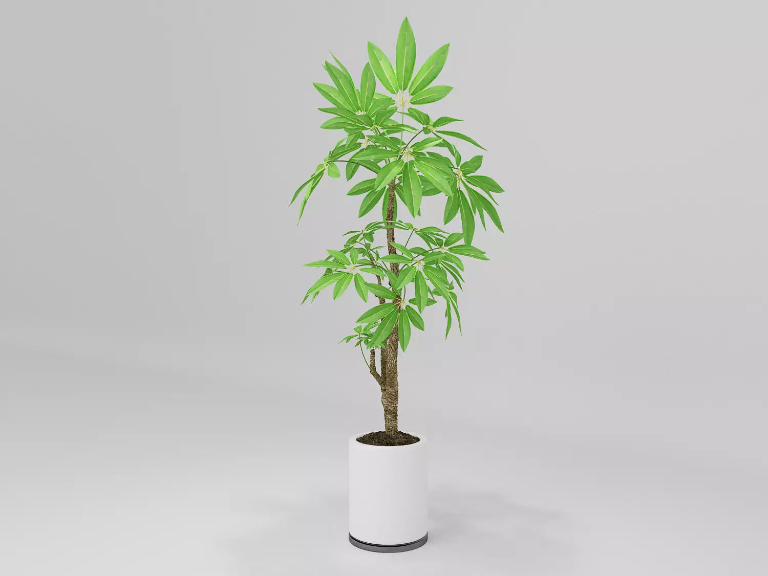 Tree Low-poly 3D model potted marijuana plant 3D model_0