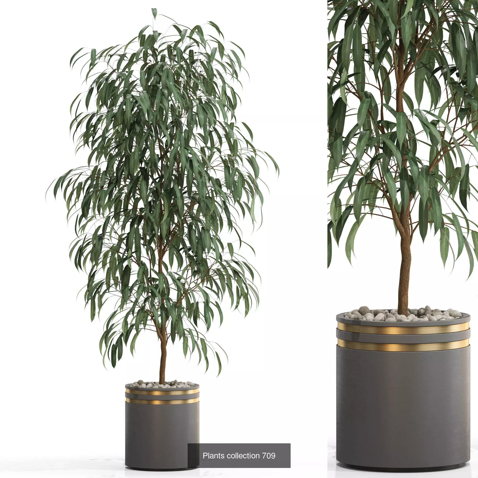 Plants collection vol 16 _7