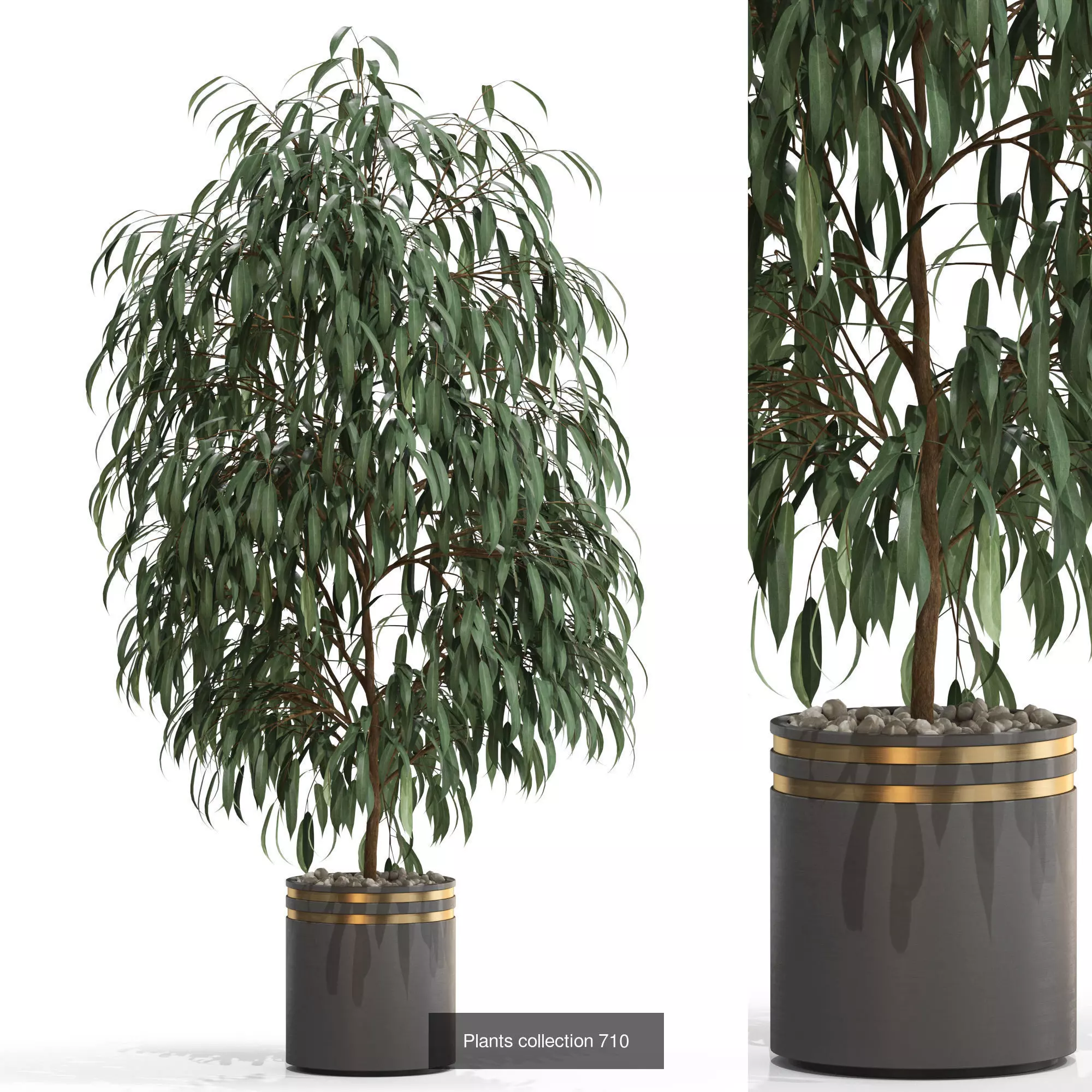 Plants collection vol 16 _8