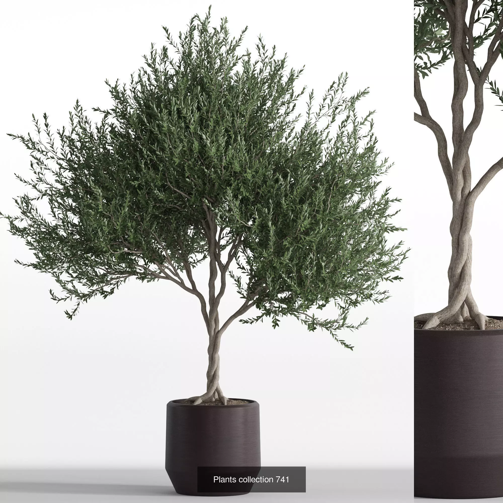 Plants collection vol 16 _22