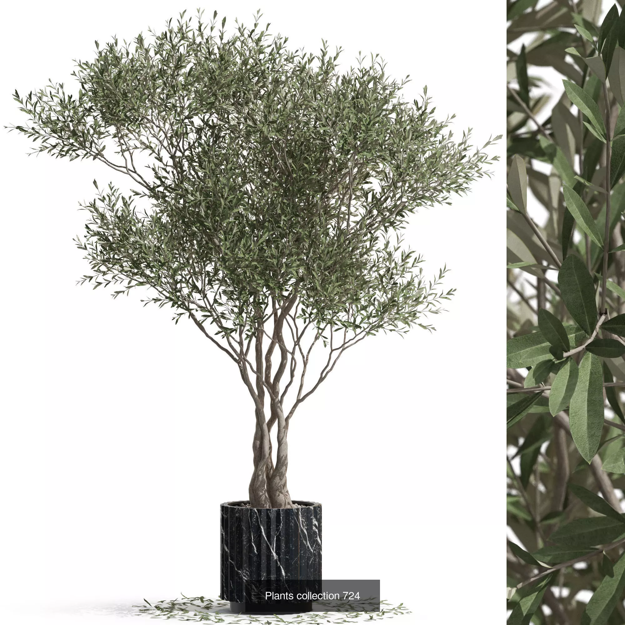 Plants collection vol 16 _16