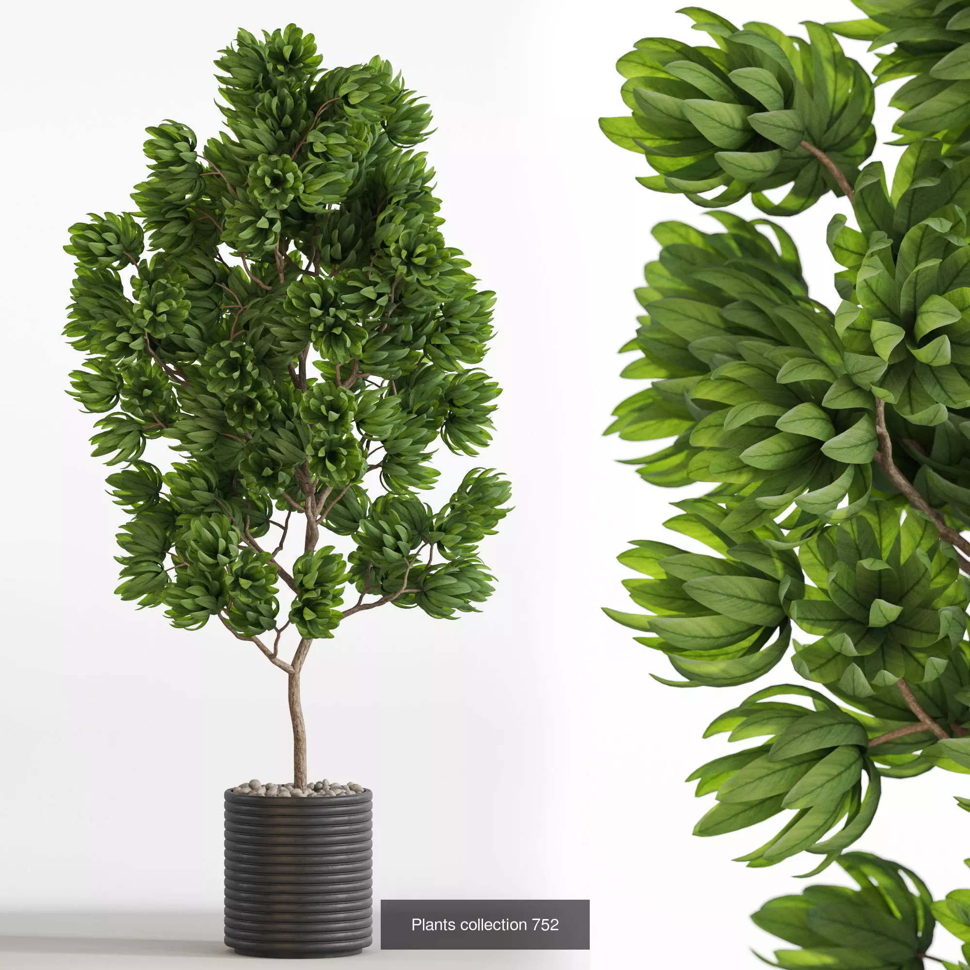 Plants collection vol 16 _24