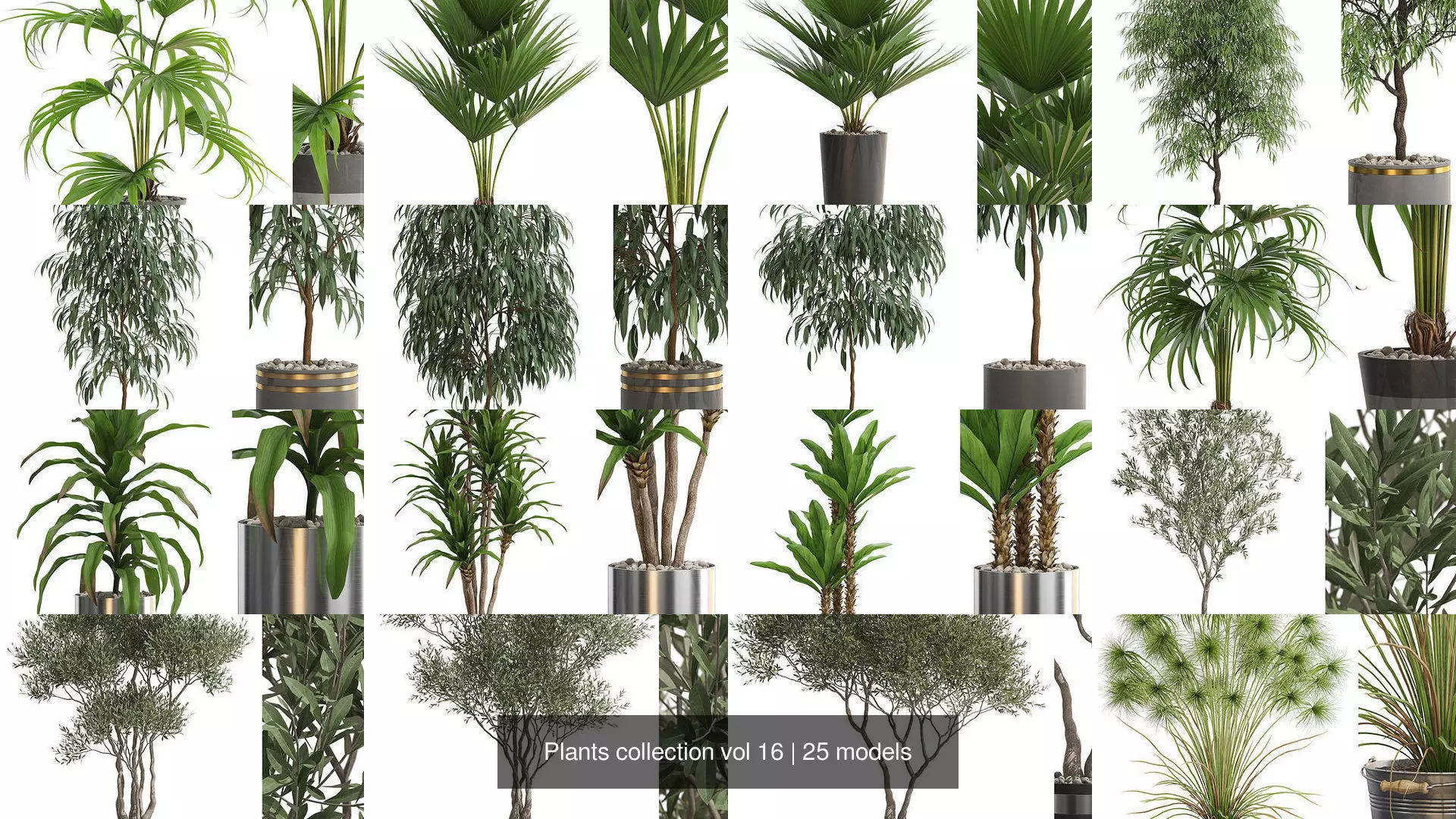 Plants collection vol 16 _1