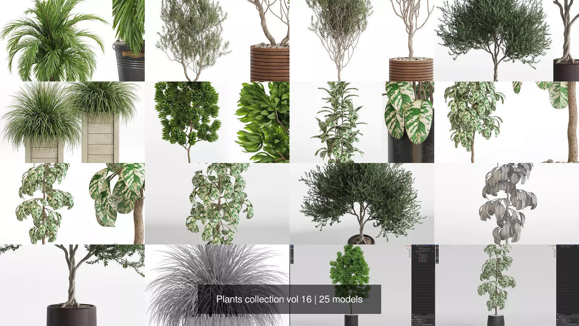 Plants collection vol 16 _2