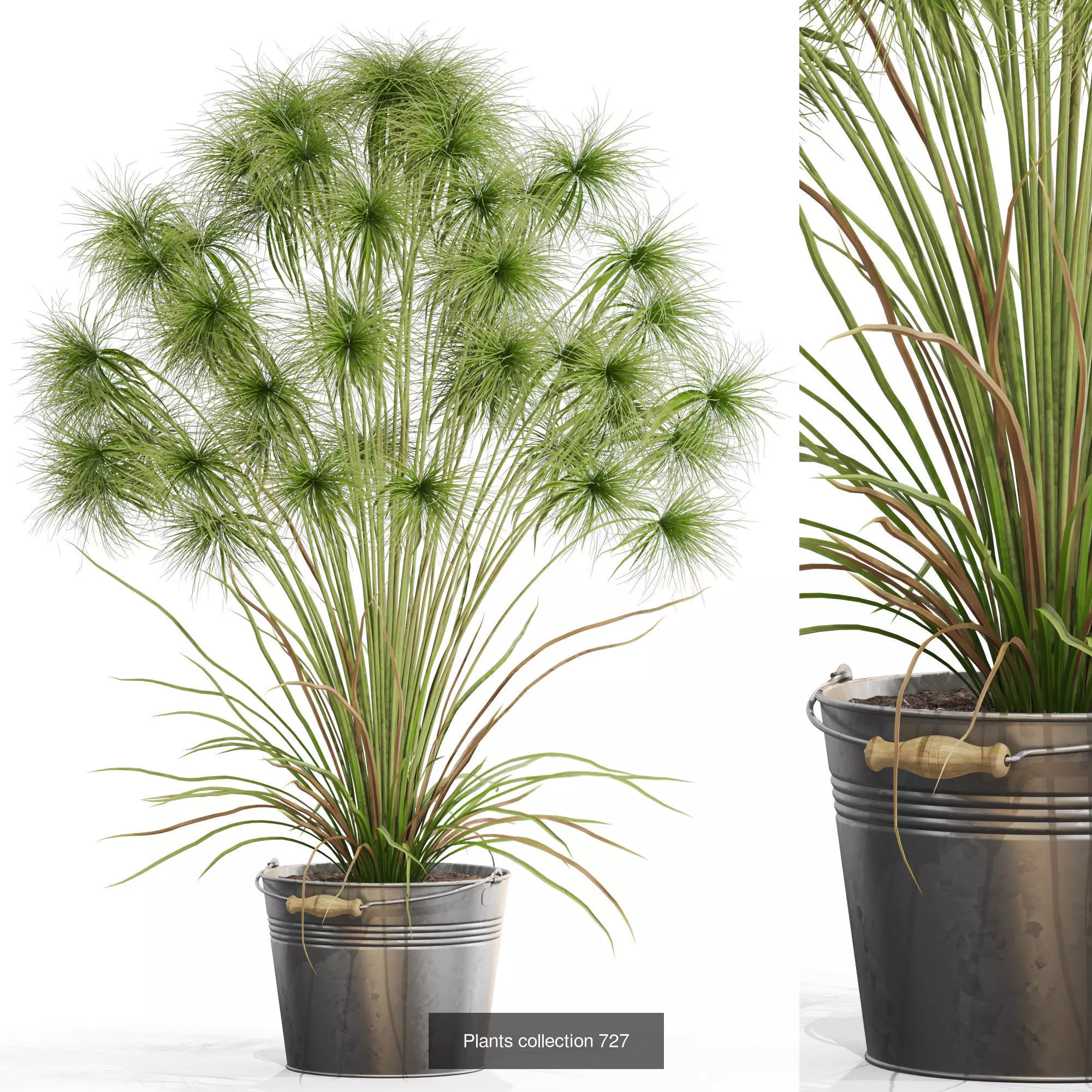 Plants collection vol 16 _18