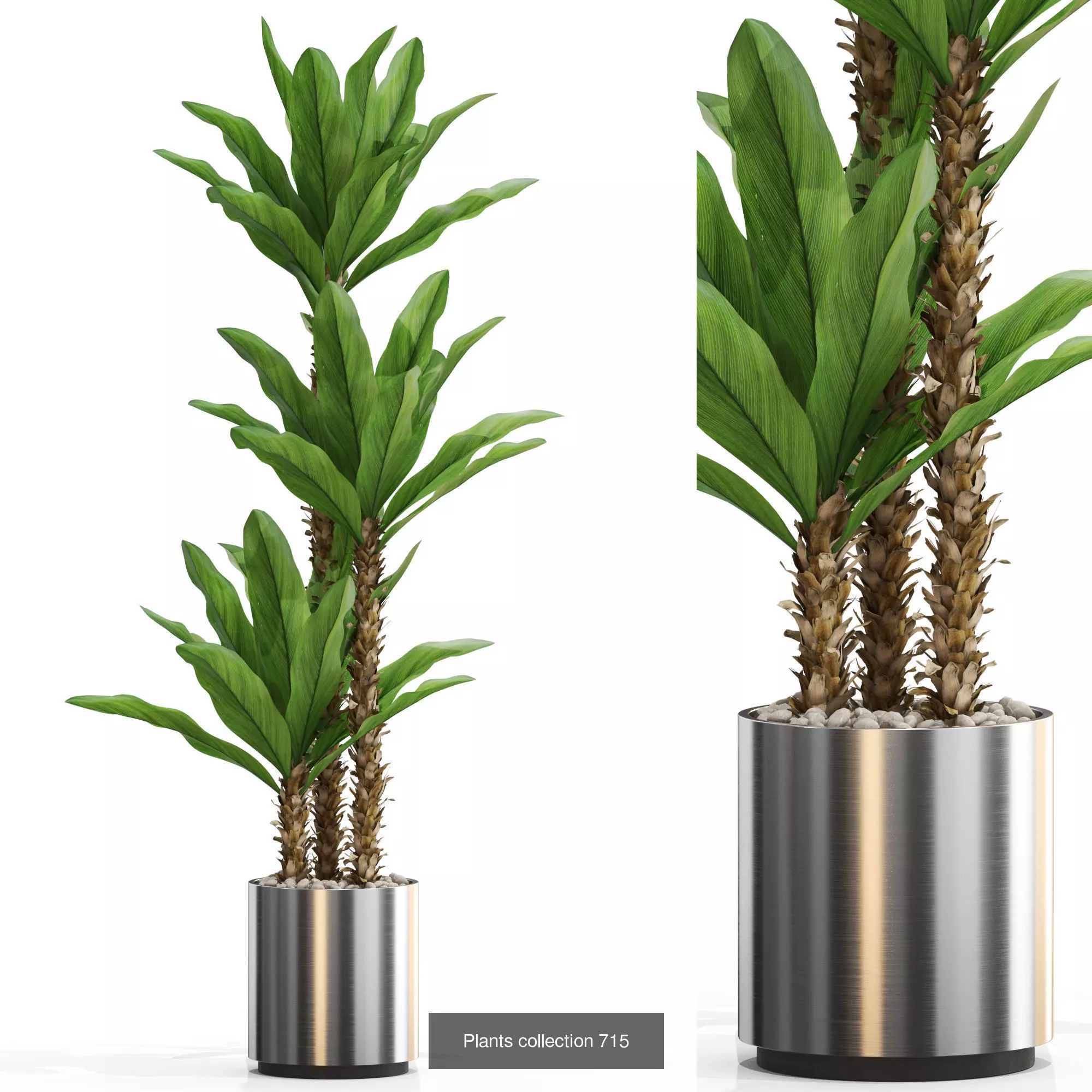 Plants collection vol 16 _13