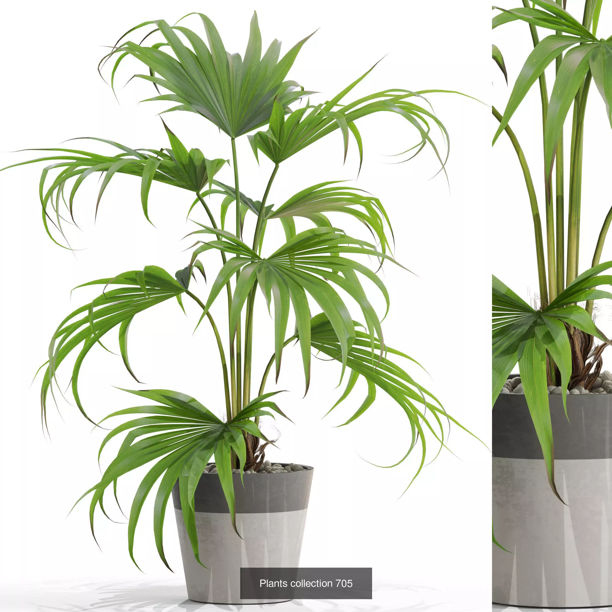 Plants collection vol 16 _3