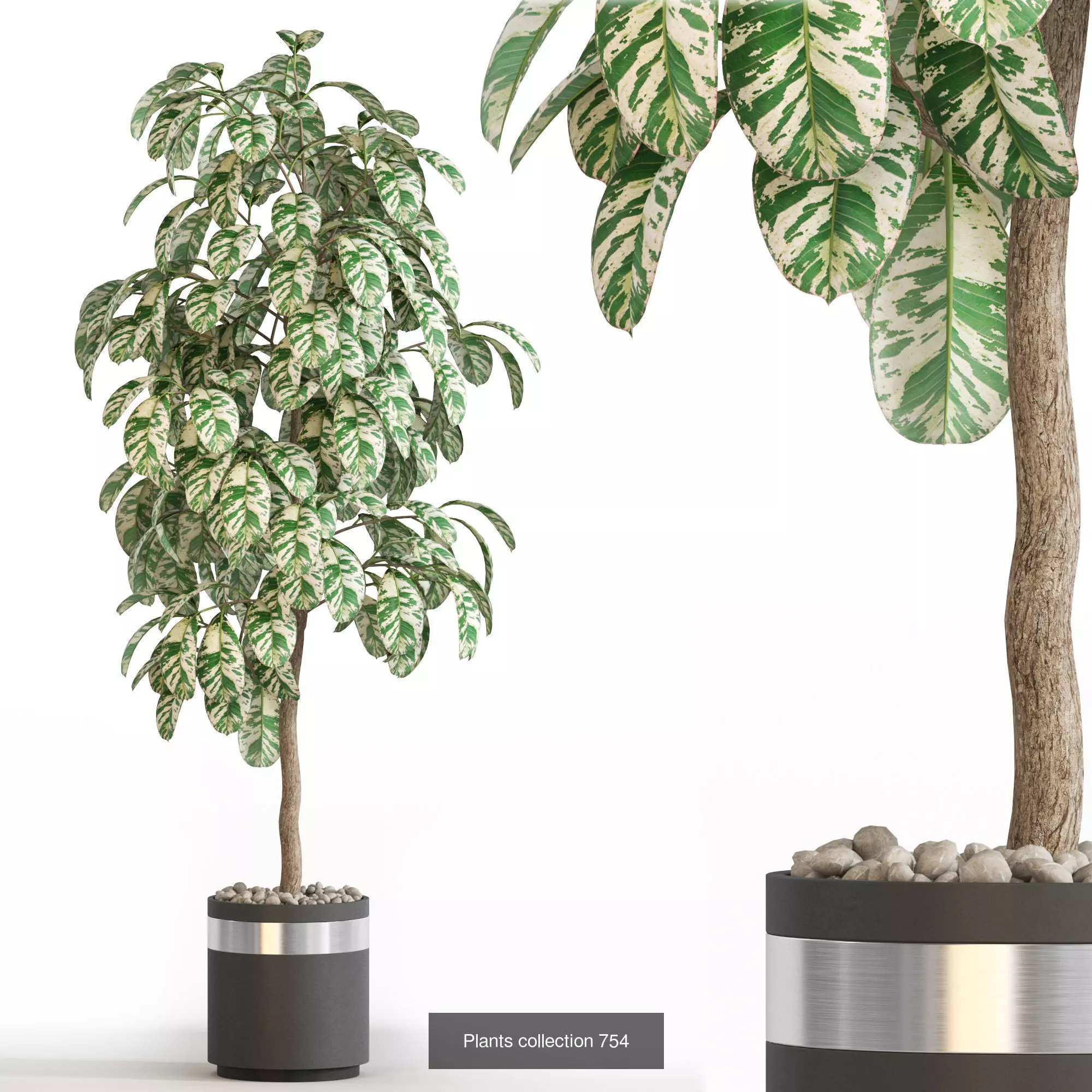 Plants collection vol 16 _26