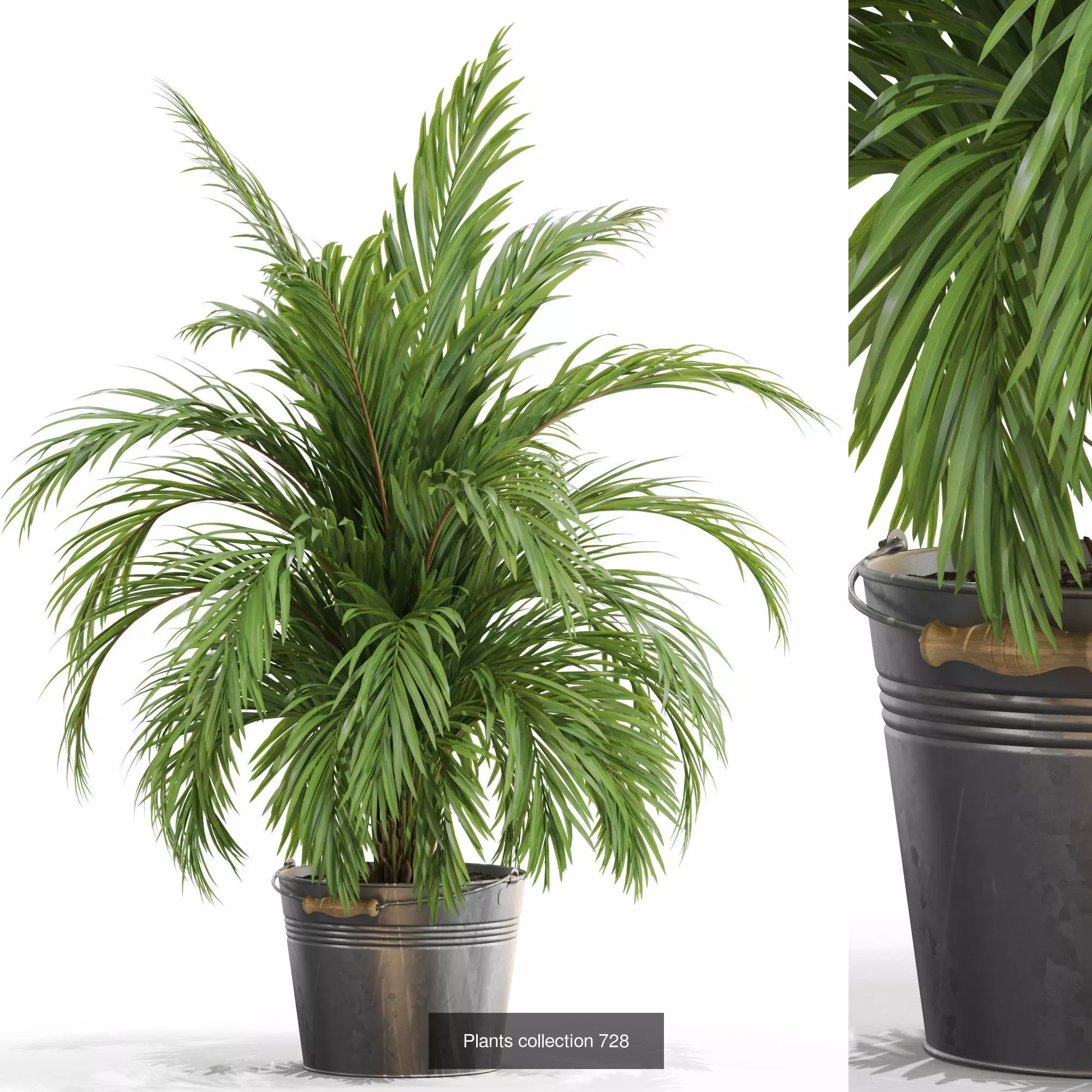 Plants collection vol 16 _19