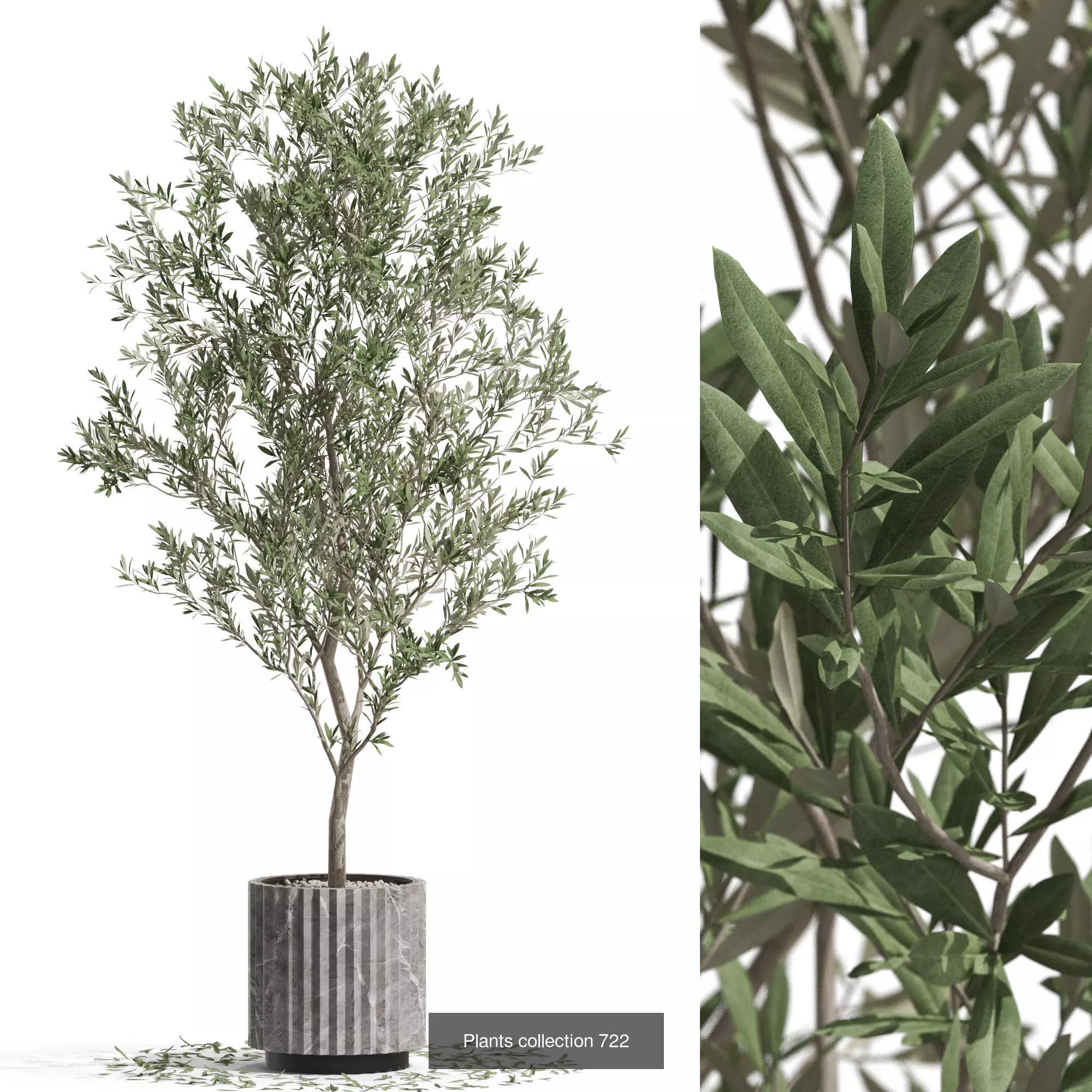 Plants collection vol 16 _14