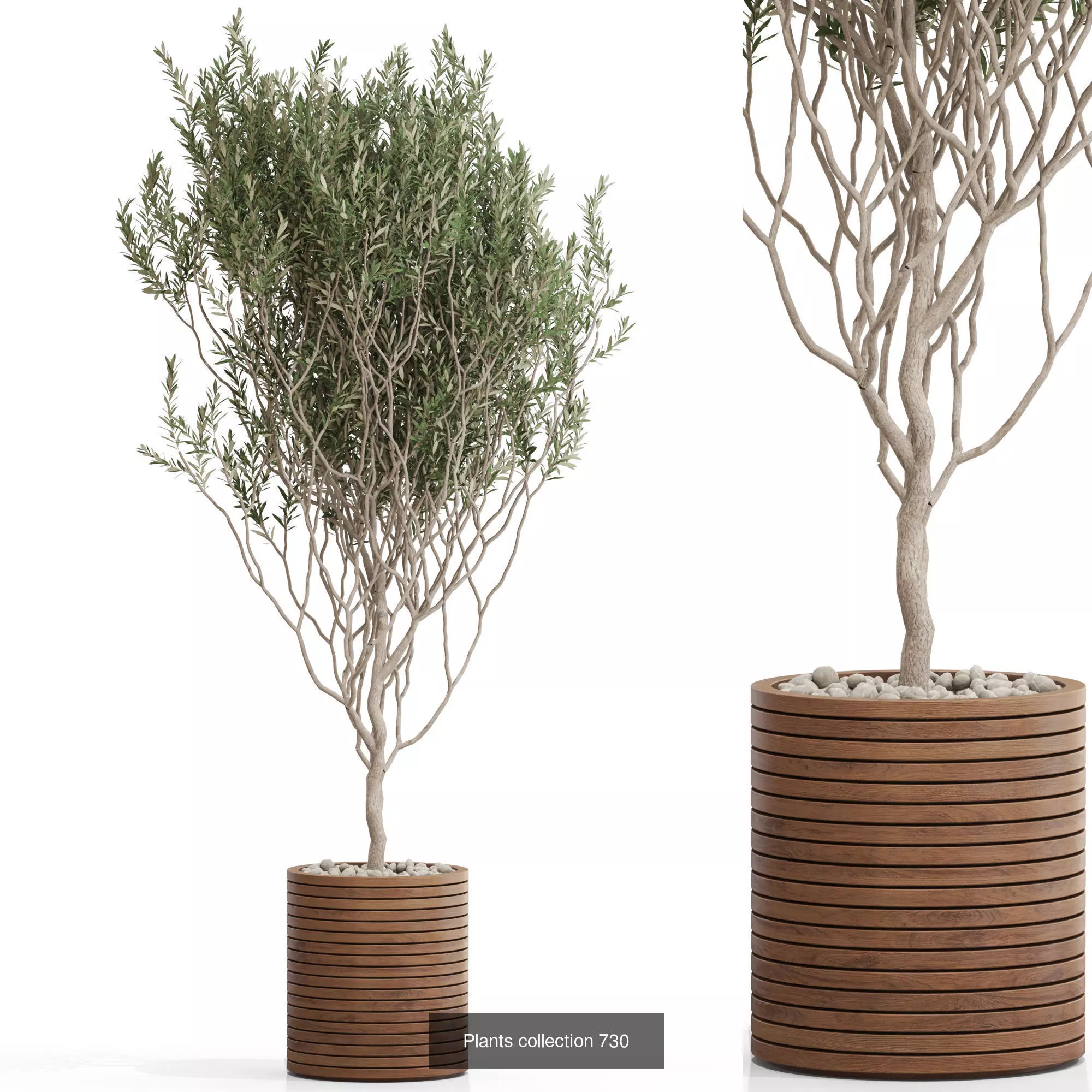 Plants collection vol 16 _21